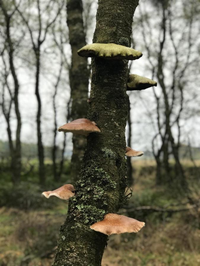 Wilding On A Whim Hotel West Linton Buitenkant foto